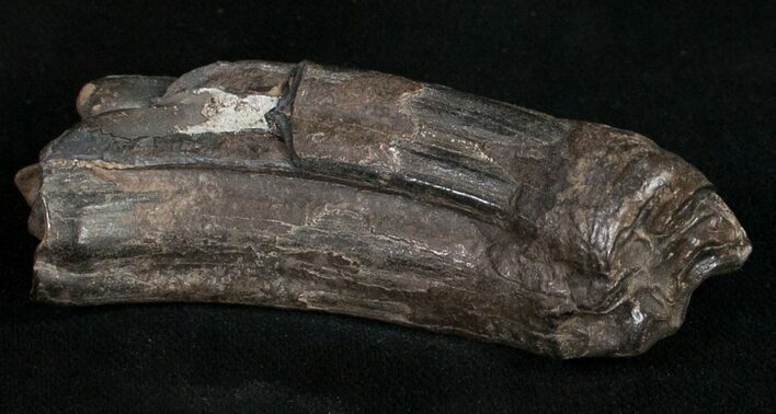 Pleistocene Aged Fossil Horse Tooth - Florida #10287